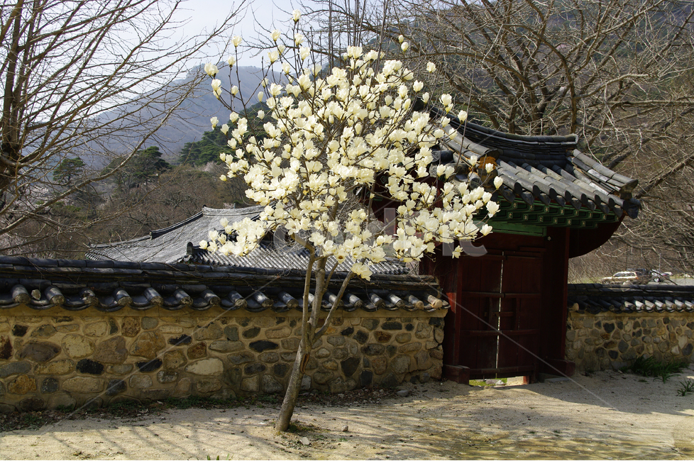 한국,밀양,표충사,사찰,절,목련나무,담,목련,봄,계절,spring,season,한국전통,한국문화,korean traditional,korean culture,식물,자연,plants,nature,나무,trees,wood,walkway,보도,path,통로