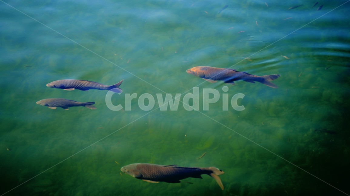 물고기,물,연못,호수,잉어,물속,동물,animal,어류,물고기,fish