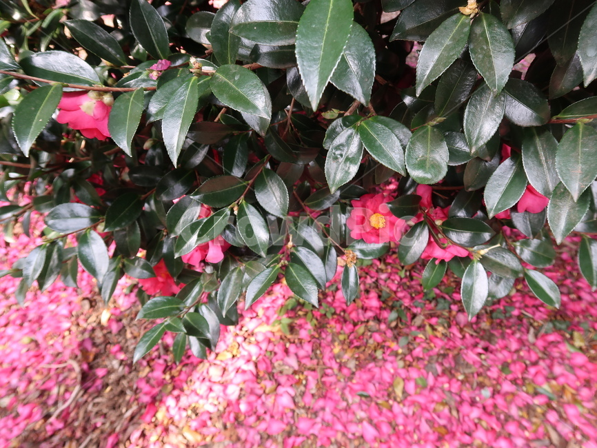 동백,동백꽃,제주도,감성,꽃,감성사진,제주,flower,camelia,카멜리아,봄