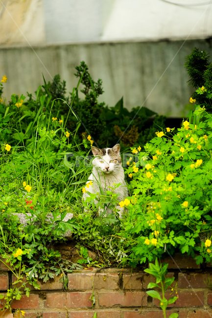 plant,식물,고양이,동물,포유류,길냥이,cat,animal,pet