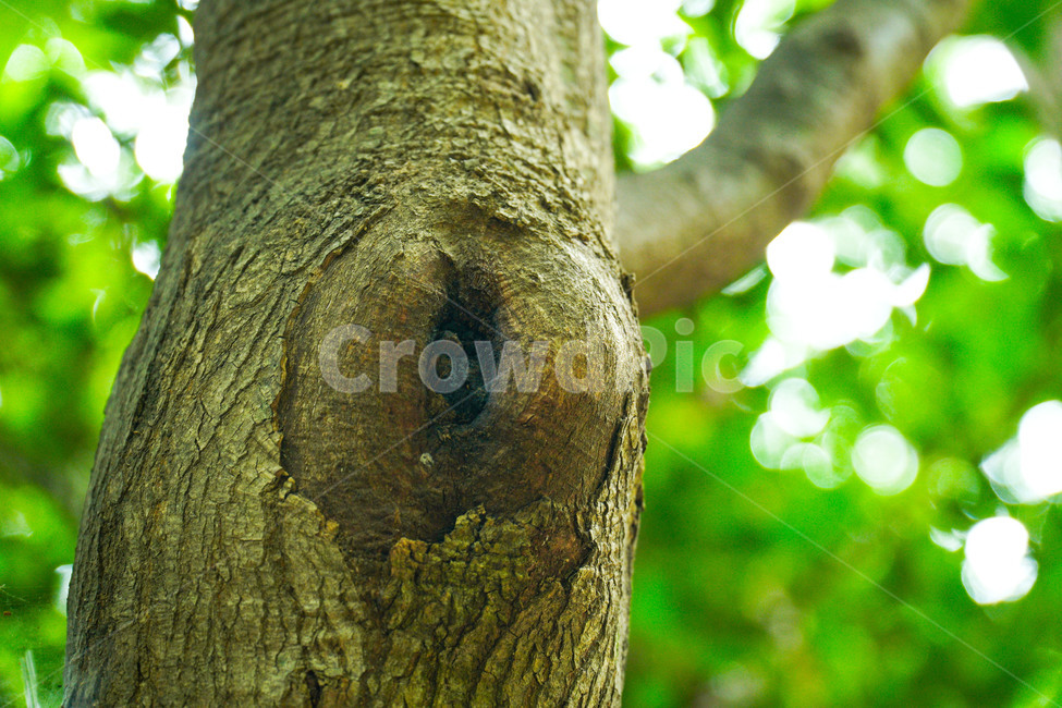 나무,나무줄기,흔적,변화,treetrunk,tree,plant,식물,자연,plants,nature,나무,trees,wood