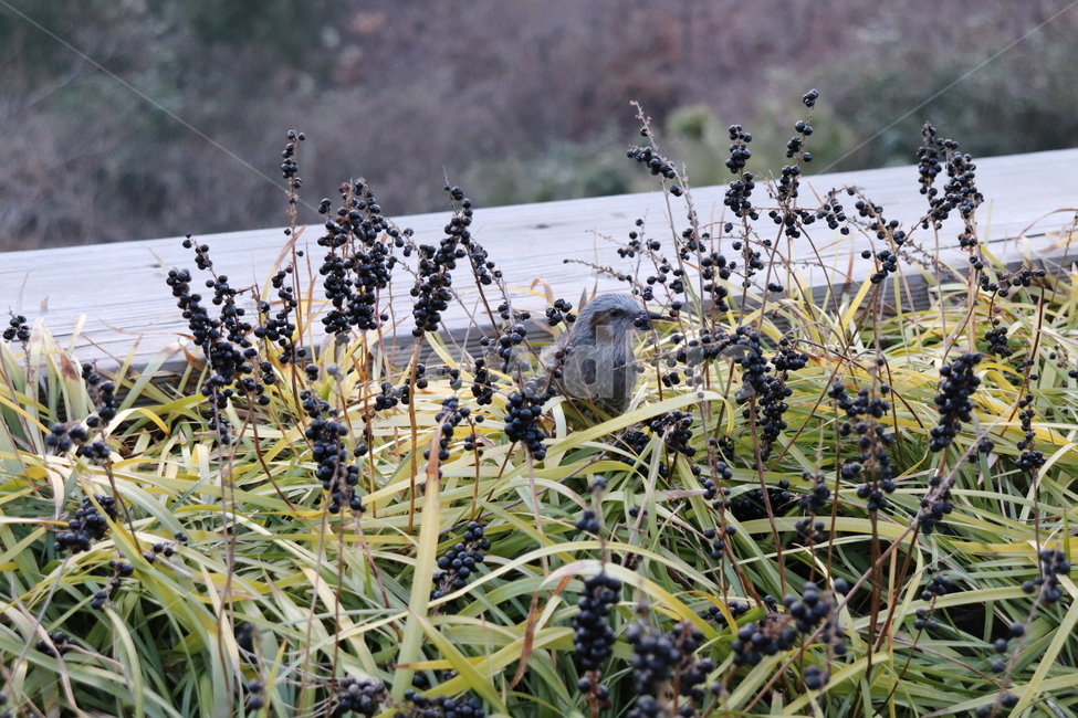 bird,새,animal,동물,식물,plant,꽃,자연,nature,동물,animal,조류,새,birds