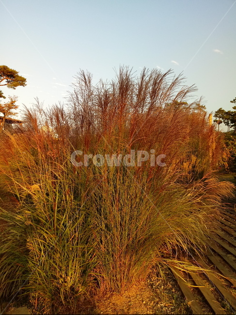 갈대,식물,plant,reed,겸가,여러해살이풀
