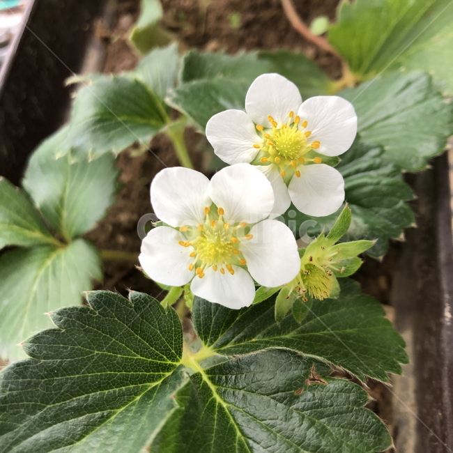딸기,딸기꽃,열매,flower,strawberry,식물,plant,분화,화분,수정,pollen,온실,greenhouse,홈가드닝,도시농업,식물,자연,plants,nature,꽃,flower