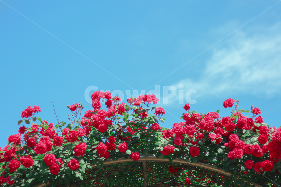 장미,꽃,봄,5월,장미사진,식물,자연,plants,nature,꽃,flower,감성,sensible,feeling,색깔,색상,색채,색감,color sense,color sensitivity,feeling of color