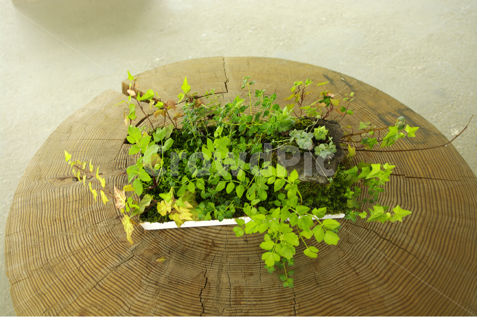 식물,화분,화초,초록,자연,나무,탁자,식물,자연,plants,nature,실내용화초,화분,화초,house plant
