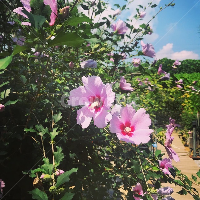 꽃,무궁화,분홍꽃,분홍,풀