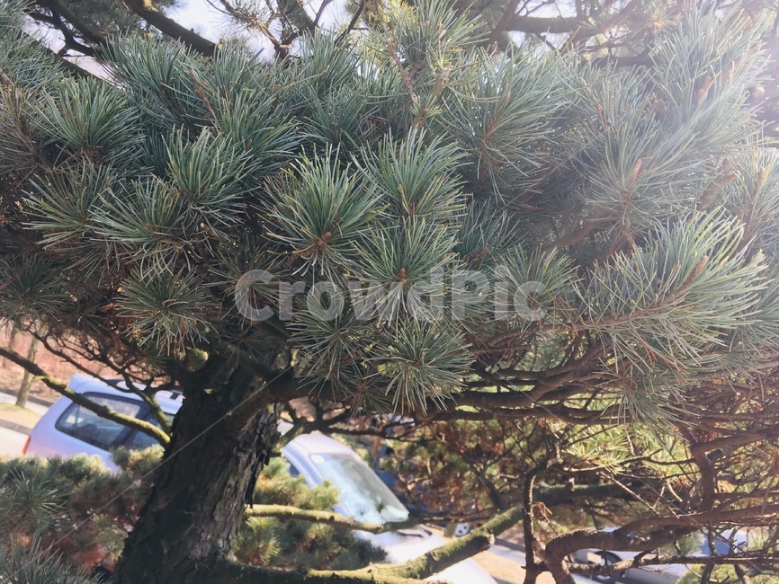 plant,식물,tree,나무,자연,nature