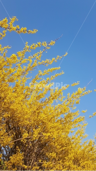 봄,개나리,노란색,꽃,파란색,하늘색,하늘,봄꽃,식물,봄,계절,spring,season