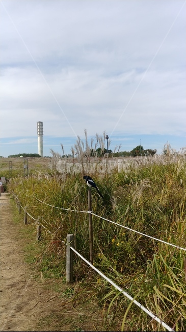 가을,억새,까치,하늘공원,새,fall,autumn,bird,silvergrass,자연,풍경,nature,landscape,building,건물,tower,탑,architecture,건축물
