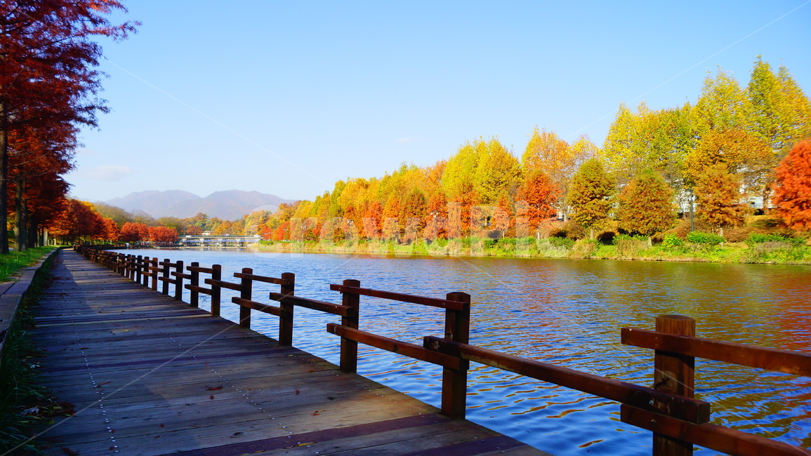 담양,광주근교,메타세콰이어,가로수,강변,가로수길,가을,계절,fall,autumn,season,자연,풍경,nature,landscape,water,물,waterfront,워터 프론트,port,포트,pier,교각