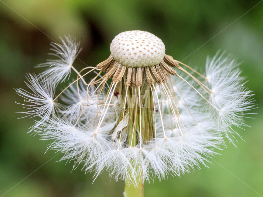 봄,민드레홀씨,꽃,자연,초록색,봄,계절,spring,season,식물,자연,plants,nature,꽃,flower,plant,blossom