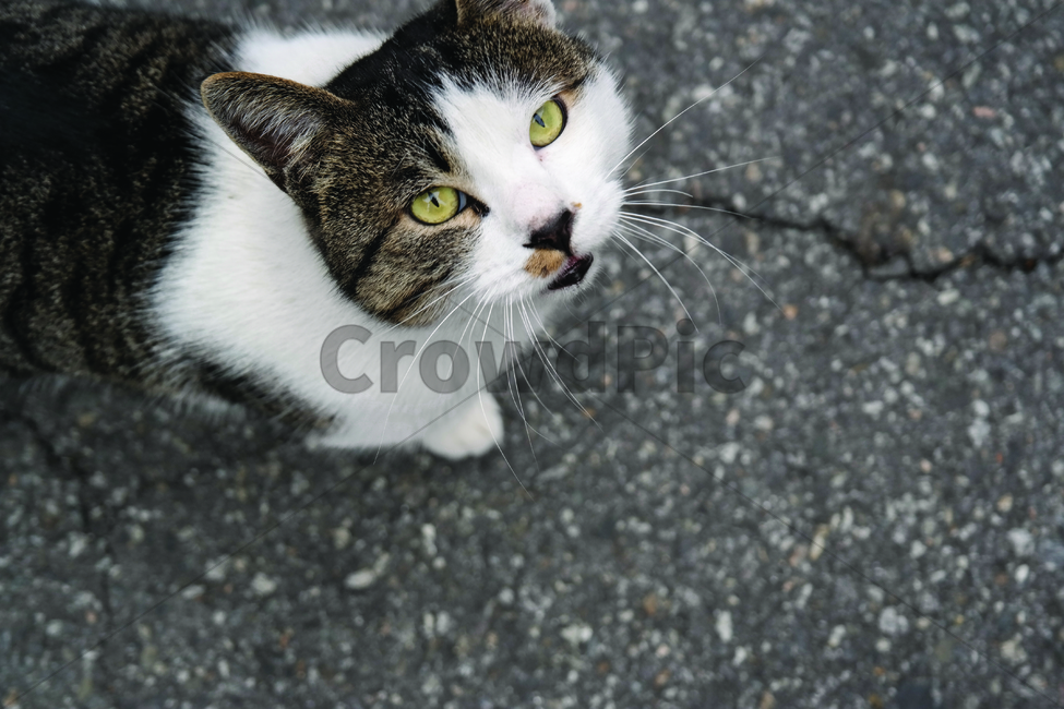 길고양이,고양이,코리안숏헤어,cat,고양이인사,개냥이,고양이정면,동물,animal,포유류,mammal,고양이,cat,kitten,kitty