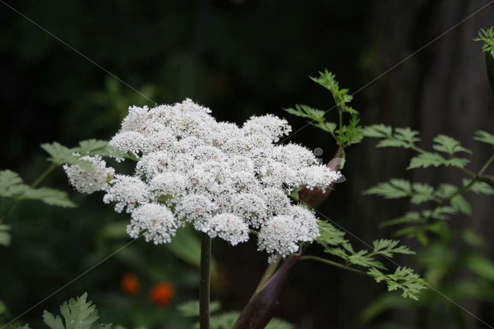 꽃,흰꽃,들꽃,야생화,접사,flower,blossom,식물,plant,식물,자연,plants,nature,꽃,flower
