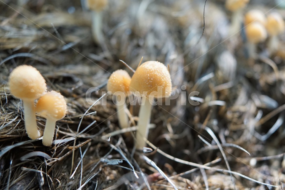 자연,버섯,nature,mashroom,우산,버섯,mushroom