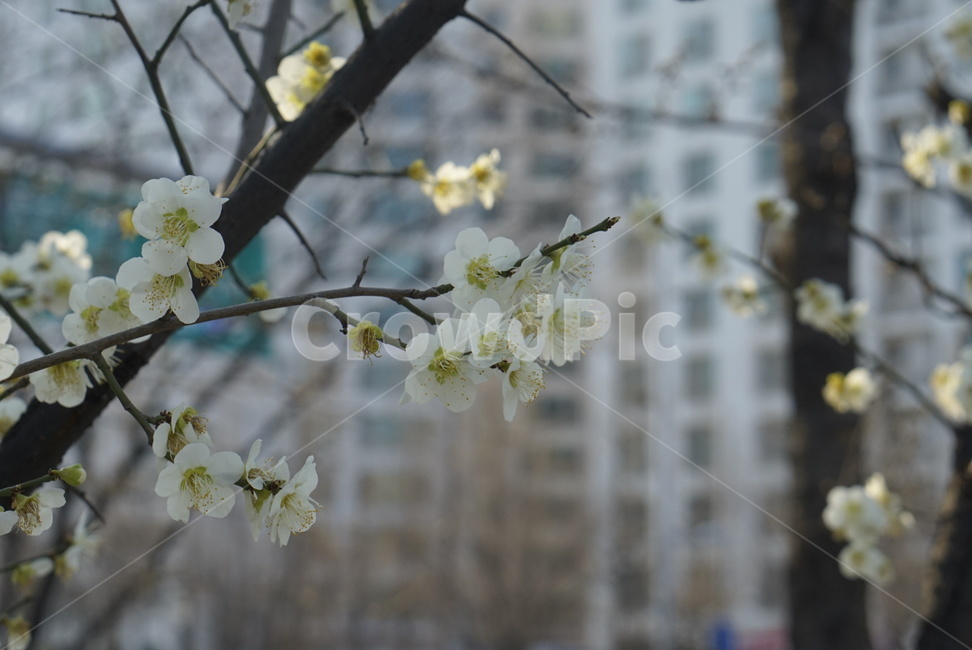 plant,식물,나무,꽃,벚꽃,cherryblossom