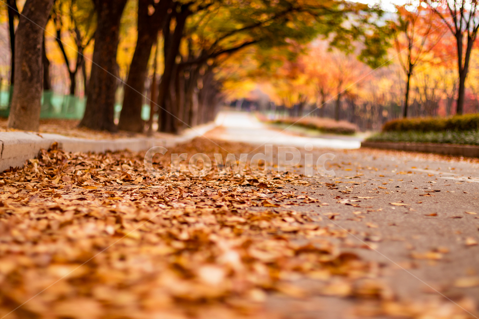 길,거리,가을,감성,낙엽,풍경,가을,계절,fall,autumn,season,감성,sensible,feeling,plant,식물,ground,바닥,asphalt,아스팔트
