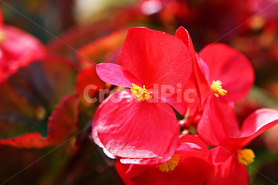 에키네시아,꽃,꽃잎,잎,식물,자연,가을,가을꽃,곷밭,식물,자연,plants,nature,꽃,flower