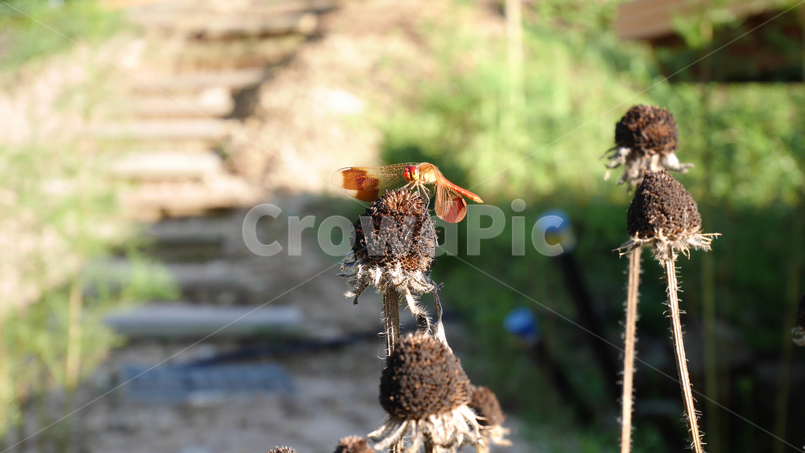 잠자리,잠자리날개,날개,가을,꽃봉오리,곤충,dragonfly,insect