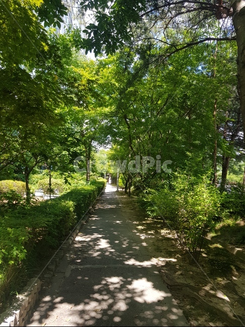 통로,정원,garden,arbour,옥외,outdoors,나무,여름,숲,자연,풍경,nature,landscape