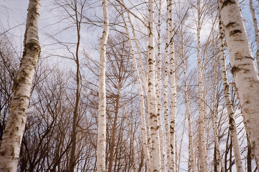 일본,훗카이도,비에이,japan,hokkaido,자작나무,birch,흰나무,눈,겨울,tree,plant,식물,film,filmcamera,겨울,계절,winter,season
