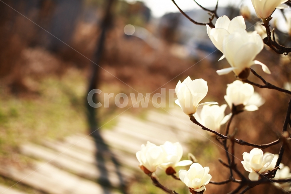 spring,magnolia,white flower,flower