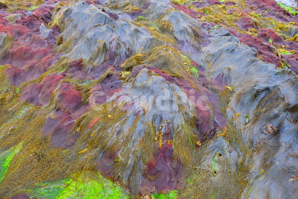바다,해초,색감,식물,sea,seeweed,plant