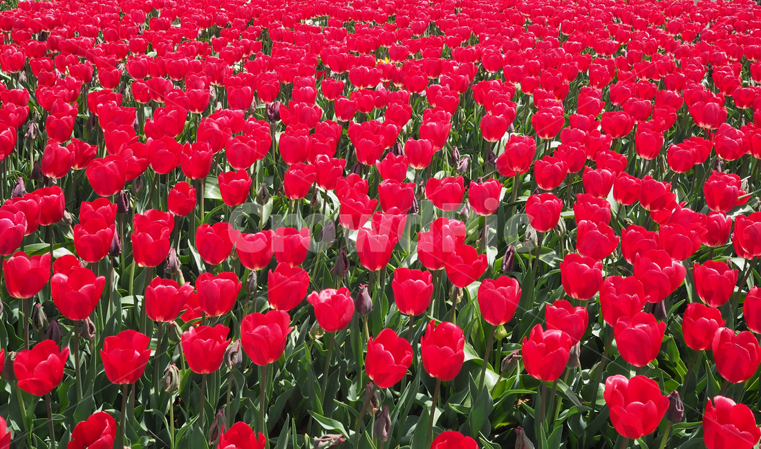 튤립,꽃,식물,봄,자연,계절,plants,spring,nature,flower,tullip