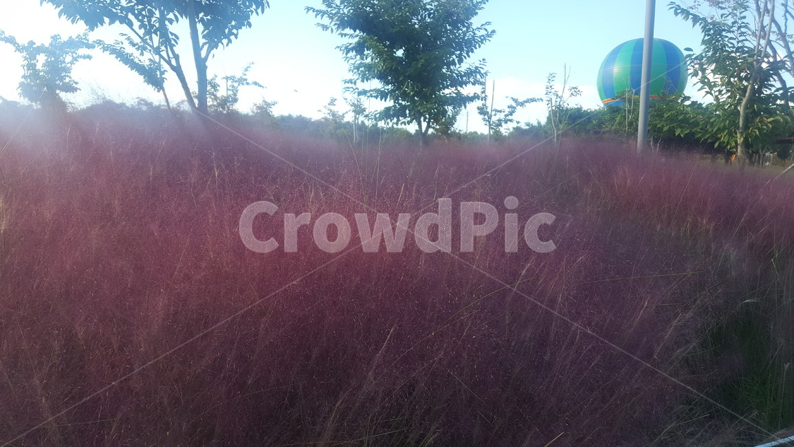 꽃,핑크뮬리,pinkmuhlygrass,pinkmuhly,봄,spring,season,계절,예쁜배경,자연환경,자연,nature,flower