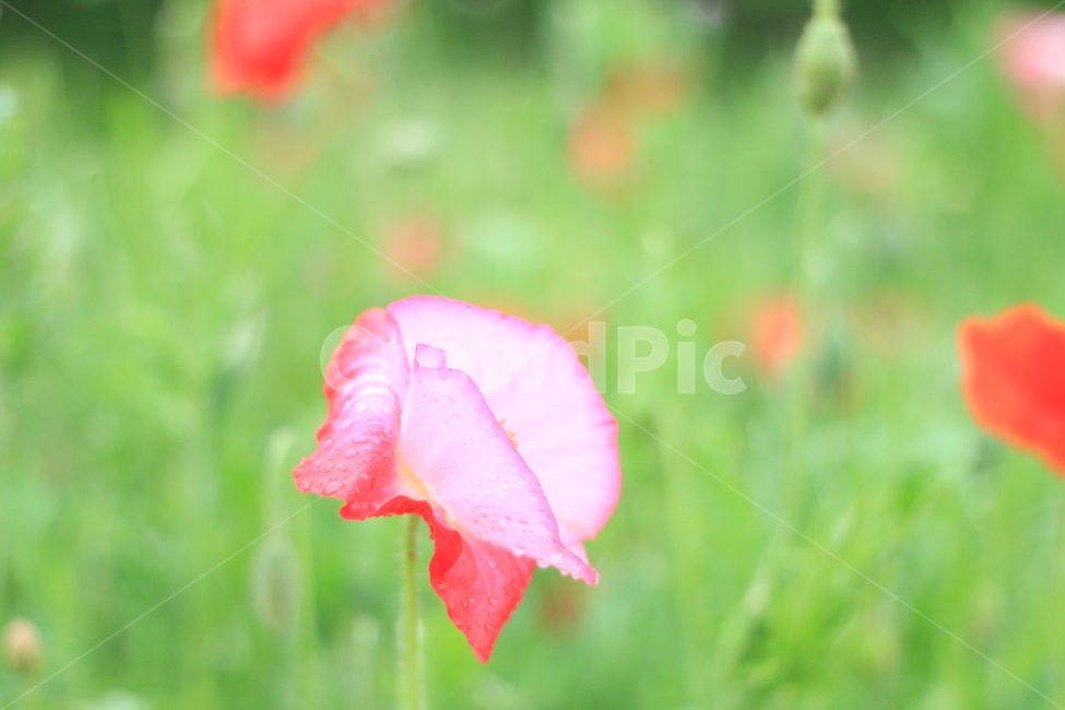여름,시작,양귀비,위안,꽃,식물,자연,plants,nature,꽃,flower