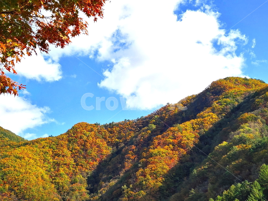 단풍,가을,산,나무,붉은단풍,가을,계절,fall,autumn,season,자연,풍경,nature,landscape,outdoors,옥외