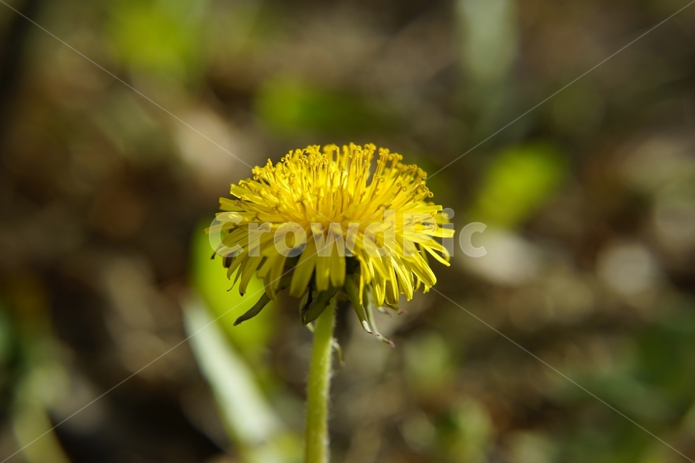 꽃,민들레,노랑,자연,식물,dandelion,flower,spring,봄,plant,접사사진,꽃접사,노란꽃,봄소식,생명력,식물,자연,plants,nature,꽃,flower