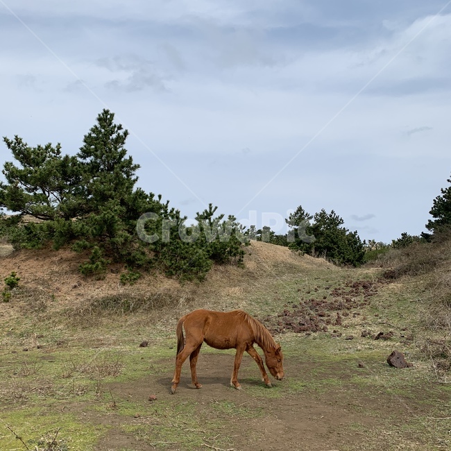 말,목초지,들,horse,마방목지