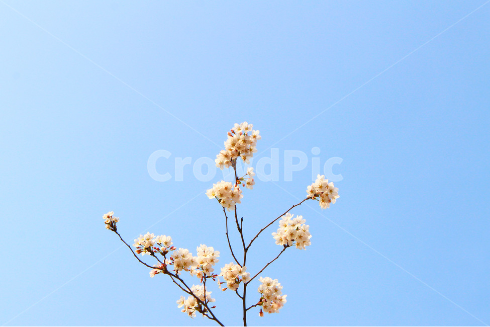 봄,감성사진,일상,풍경,꽃,벚꽃,풍경사진,하늘,cherryblossom,daily,sky,flower,spring,봄,계절,spring,season,식물,자연,plants,nature,꽃,flower