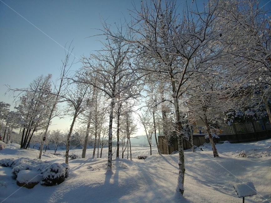 겨울,겨울나라,겨울왕국,눈,자작나무,숲,겨울,계절,winter,season,자연,풍경,nature,landscape,storm,폭풍,outdoors,옥외,snow,blizzard,눈보라