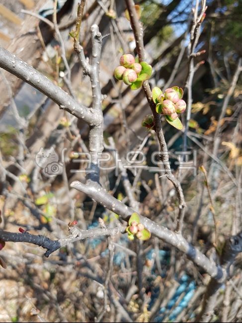 꽃,봉오리,봄,꽃나무,꽃망울,식물,나무,plant,nature