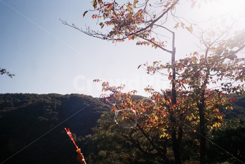 water,물,자연,nature,outdoors,옥외,경치,풍경,landscape,필름,필름사진,film,plant,식물,tree,나무,비눗방울,방울