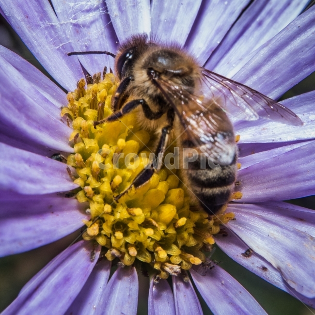벌,꽃,꿀,봄,나비,접사,식물,자연,plants,nature,꽃,flower,동물,animal,곤충,벌레,insect,bug