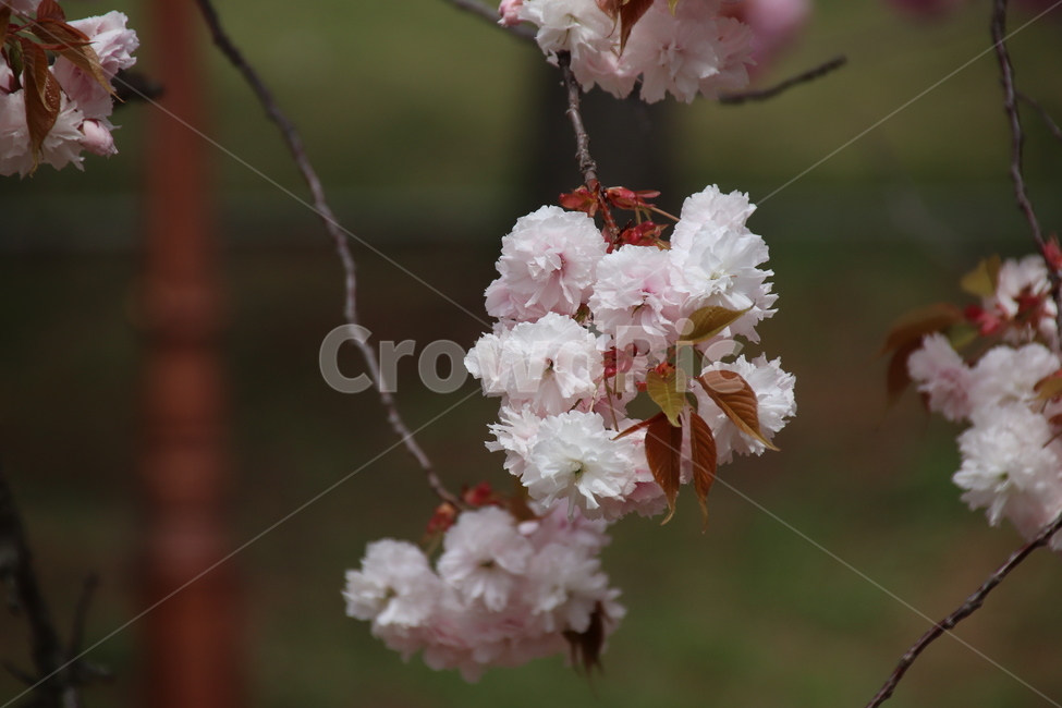 왕벚꽃,겹벚꽃,벚꽃,꽃,자연,봄,계절,spring,season,식물,자연,plants,nature,꽃,flower,plant,blossom,cherry blossom