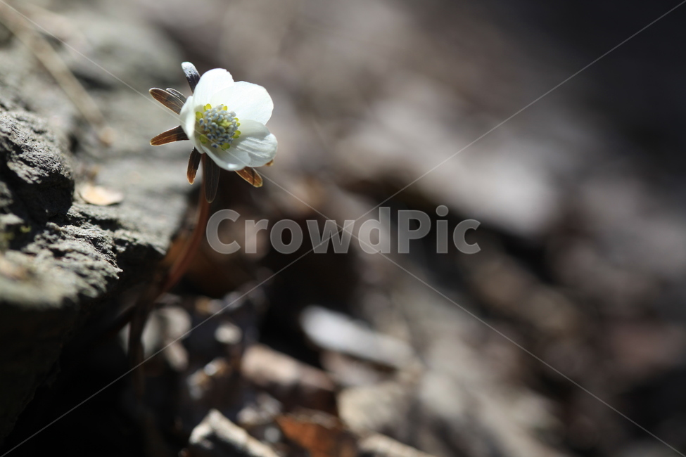 바람꽃,변산바람꽃,야생화,꽃보석,우리꽃,식물,자연,plants,nature,꽃,flower