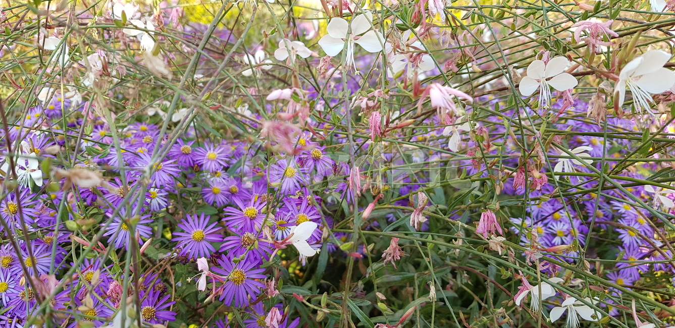 plant,식물,blossom,꽃,flower,풀