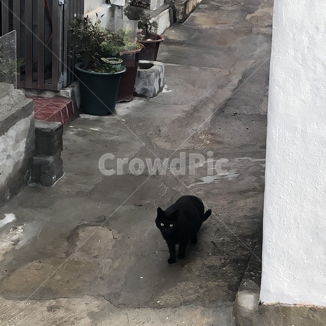 검은고양이,고양이,서있는고양이,골목,골목사이