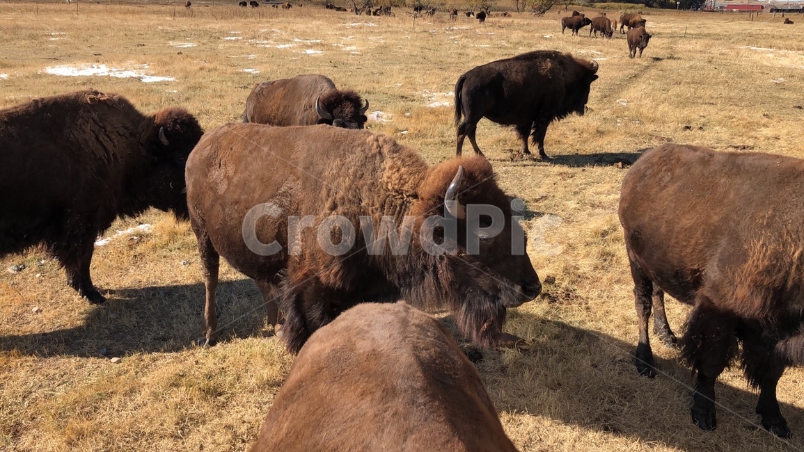 버팔로,소,포유류,가축,미국소,동물,animal,포유류,mammal