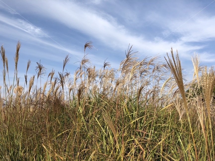 억새,풍경,가을,grass,plant,식물,lawn,잔디,식물,자연,plants,nature