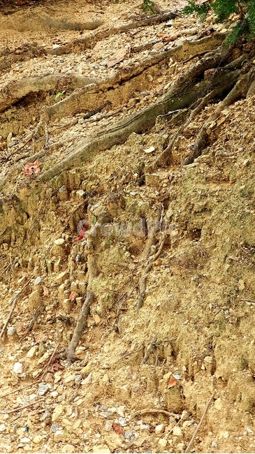 바닥,ground,뿌리,나무뿌리,흙,모래