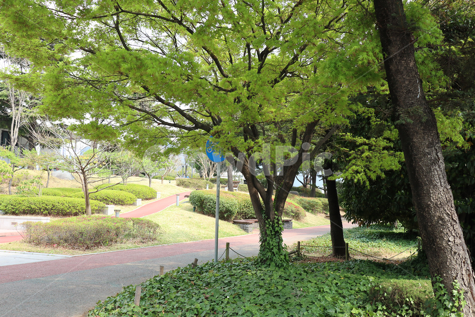 나무,초록,자연,길,조경,자연,풍경,nature,landscape,tree,plant,식물,tree trunk,나무 줄기