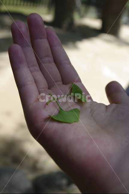 초록,잎,손,은행잎,hand,식물,자연,plants,nature,사람,인물,인간,human,person,신체일부,몸,body