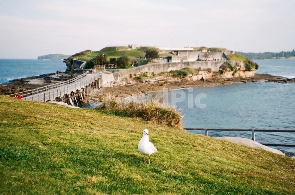 새,갈매기,섬,호주,시드니,다리,seagull,bird,island,바다,자연,동물,필름사진,필름