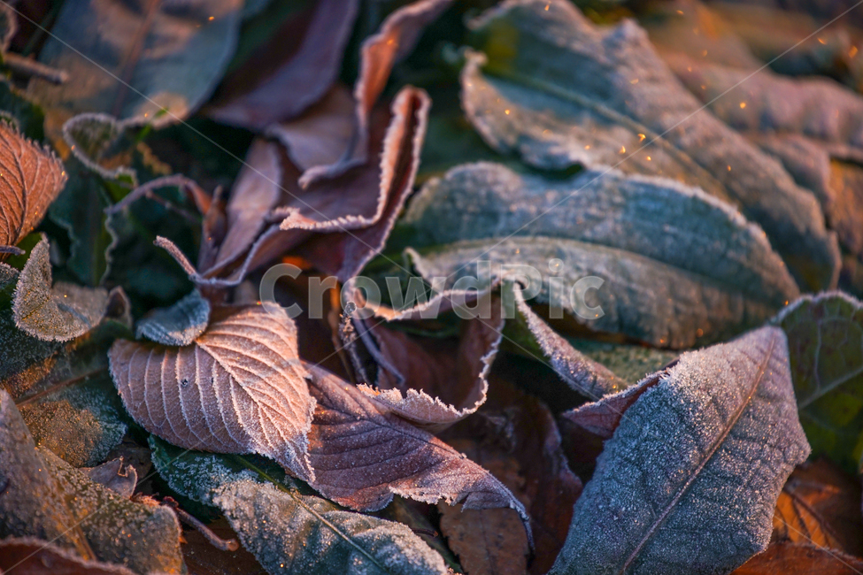 겨울,서리,식물,서릿발,자연,계절,식물,자연,plants,nature