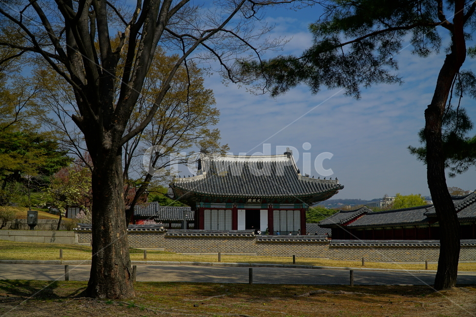 창경궁,벚꽃,벚꽃나무,하늘,봄,서울,한국,대한민국,korea,spring,changgyeonggungpalace,palace,changgyeonggung,seoul,cherryblossom,tree,자연,nature,식물,plants,한국적인,한국자연,한국풍경,경치,landscpae,4월,april,봄꽃,구름,sky,cloud,왕궁,궁전,궁궐,한옥,조선시대,조선왕조,역사,히스토리,문화,문화재,history,정원,건물,건축물,한국전통,전통,한국문화,한국문화재,culturalproperties,culturalassets,한국전통,한국문화,korean traditional,korean culture,건축물,건물외관,exterior,building,structure,architecture,construction